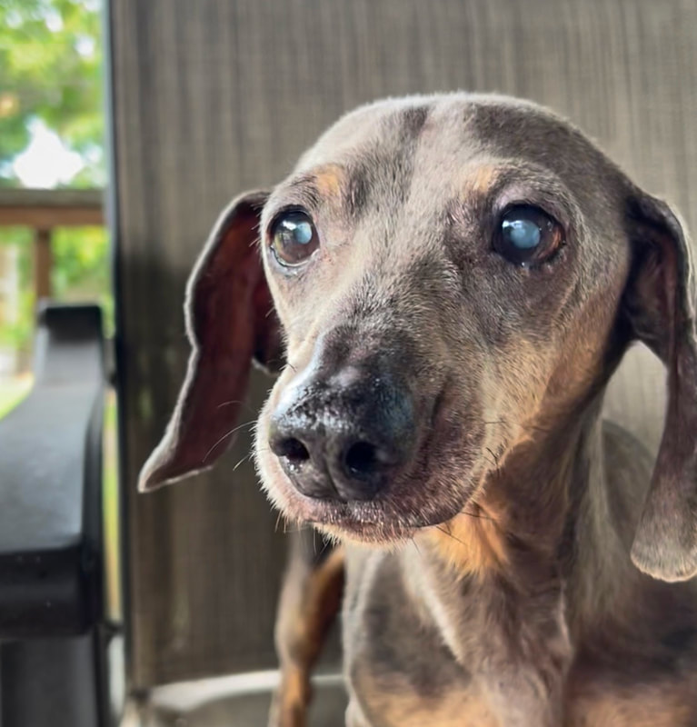 Doxies for Adoption - Dachshund Rescue South Florida